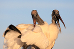 Two Wood Storks together, Wakodahatchee Wetlands, Florida