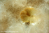 UML010: Plumose Anemone