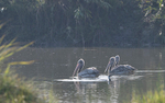 Spot-billed Pelicans