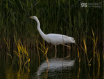 Great White Egret