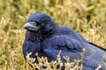 carrion crow Corvus corone-5187