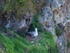 Fulmar