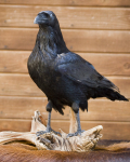 Crow-Drew