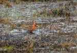 Black-tailed Godwit
