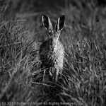 Brown Hare (Lepus europaeus) portfolio