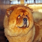 Chow Chow at Crufts