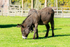 Donkey - DSC_0918