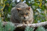 Scottish Wildcat