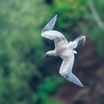 Red-footed Booby (juvenile) diving, Kilauea Point, Kauai