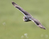 Short Eared Owl