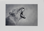 018 Lioness Yawn B + W