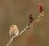 FIELD-SPARROW