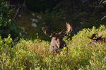 Fall Morning Grazing