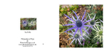 017 Sea Holly