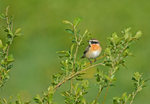 Whinchat