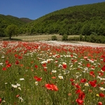 Field poppies (Papaver rhoeas), chamomile ( Anthemis arvensis) and other weeds of cultivation