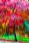 Tree - 9140 motion blur