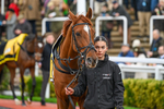 151125-Race 1-Precious Man -1824