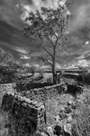 Dentdale 01