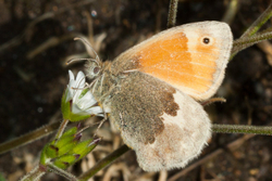 Small Heath - Coenonympha pamphilus