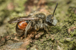 Andrena labiata (m)