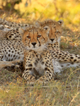 Cheetah cub resting in the shade from the midday sun