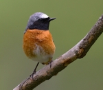 Common Redstart