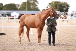 Class 407 - IH Hack Riding Horse portfolio