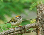 Golden-crowned Kinglet (adult), Maligne Canyon, Canada