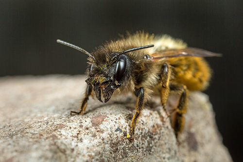 <i>Osmia bicornis</i> female. Staffordshire garden, May 2015.