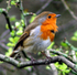 Robin