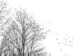 Blackbirds Flocking--Long Point