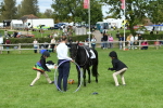 SBM_46956