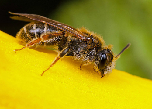 [i]Andrena chrysosceles[/i] female. Warwickshire - April 2013.