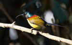 Green-tailed Sunbird
