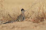 Greater Roadrunner displays raised crest, Bosque del Apache