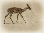 Impala