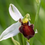 Bee Orchid Variation (Ophrys apifera var fulvofusca). 
