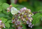 Green-veined White
