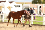 Class 318 - IH Part Bred Horse Pony portfolio