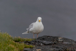 Glaucous Gull