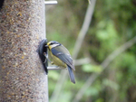 Blue Tit