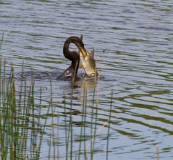 Birds 238