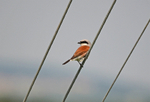 Red-backed Shrike