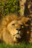 African Lion - Bailey