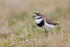 Two-banded Plover side view, Carcass Island, Falklands