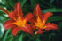 Day Lillies