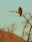 Red-tailed Hawk perched, Bosque del Apache, New Mexico