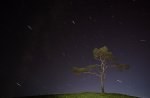 Circumpolar Startrails & Lone Tree.