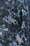 Golden-naped Woodpecker portfolio